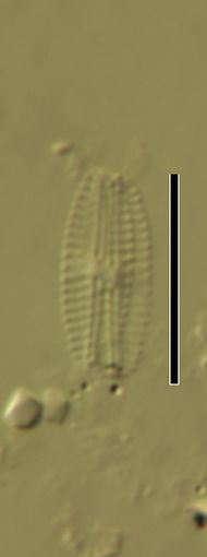 Navicula seminulum