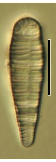Meridion circulare