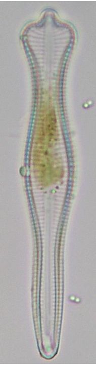 Gomphonema acuminatum