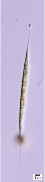 Schroederia setigera