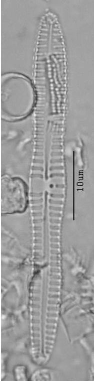 Gompohonema lagerheimii