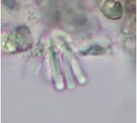 Geitleribactron periphyticum
