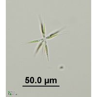 Actinastrum hantzschii var. subtile