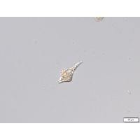 Distigma glabrum