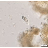 Distigma glabrum