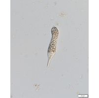 Distigma proteus