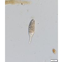 Distigma proteus