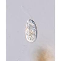 Entosiphon sulcatus
