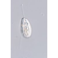 Entosiphon sulcatus