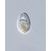 Entosiphon sulcatus