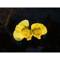 p8060621