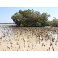 avicennia-marina