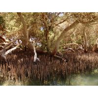 avicennia-marina8