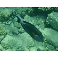 bodlok-rudomorsky-acanthurus-sohal1