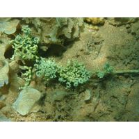 caulerpa-cf-serrulata3