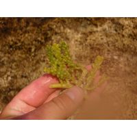 caulerpa-racemosa