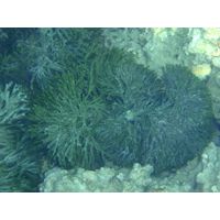 codium-cf-vermilara
