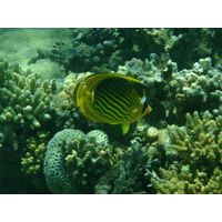 klipka-chaetodon-fasciatus3