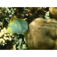 klipka-tripruha-chaetodon-trifasciatus