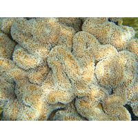 koral-sarcophyton-cf-trocheliphorum2