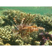 perutyn-ohnivy-pterois-volitans11