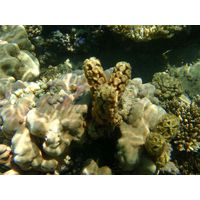 turbinaria-decurens-phaeophytae2