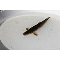 img-0223