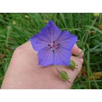 chantransia2011_001