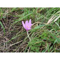 chantransia2011_003