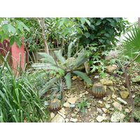 chantransia2011_017
