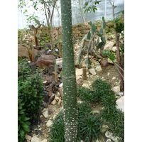 chantransia2011_018