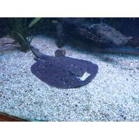 chantransia2011_026