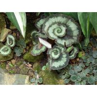 chantransia2011_027