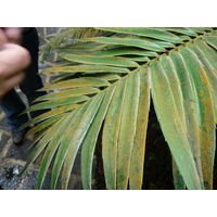 chantransia2011_030