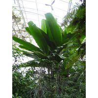 chantransia2011_034
