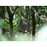 3-guajataca-state-forest-puerto-rico-2013-003