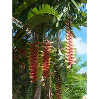 3-guajataca-state-forest-puerto-rico-2013-006