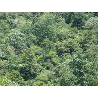 3-guajataca-state-forest-puerto-rico-2013-007