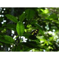 3-guajataca-state-forest-puerto-rico-2013-008
