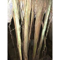 3-guajataca-state-forest-puerto-rico-2013-009