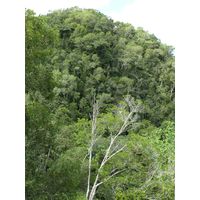 3-guajataca-state-forest-puerto-rico-2013-024