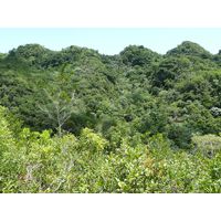 3-guajataca-state-forest-puerto-rico-2013-025