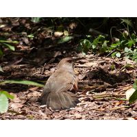 3-guajataca-state-forest-puerto-rico-2013-026