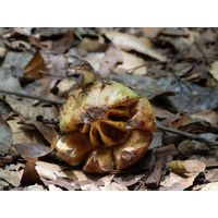 3-guajataca-state-forest-puerto-rico-2013-027