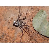 3-guajataca-state-forest-puerto-rico-2013-037