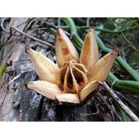 3-guajataca-state-forest-puerto-rico-2013-040