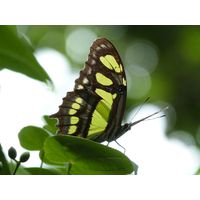 3-guajataca-state-forest-puerto-rico-2013-041