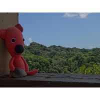 3-guajataca-state-forest-puerto-rico-2013-048
