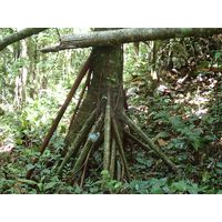 3-guajataca-state-forest-puerto-rico-2013-055