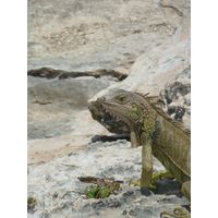 cabo-rojo-puerto-rico-2013-013